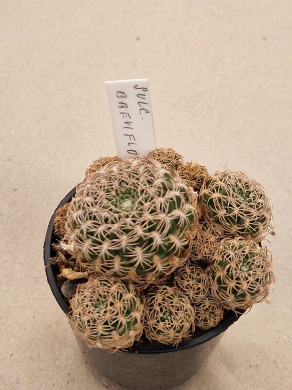 Sulcorebutia breviflora