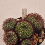 Sulcorebutia mentosa