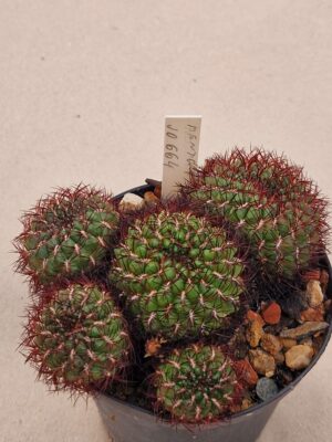 Sulcorebutia mentosa
