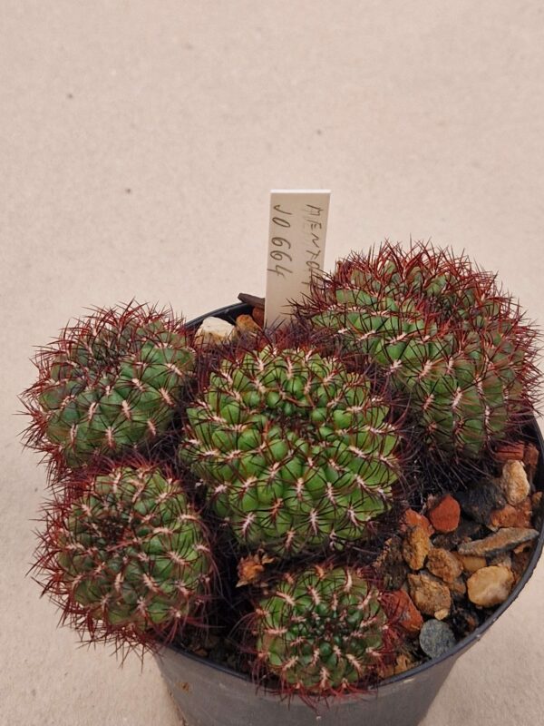 Sulcorebutia mentosa